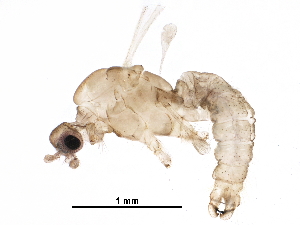  ( - BIOUG27296-A02)  @11 [ ] CreativeCommons - Attribution (2016) CBG Photography Group Centre for Biodiversity Genomics