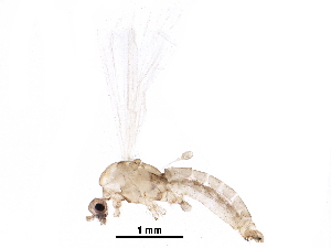  ( - BIOUG27296-B02)  @11 [ ] CreativeCommons - Attribution (2016) CBG Photography Group Centre for Biodiversity Genomics