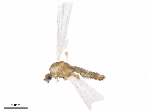  ( - BIOUG27299-D09)  @11 [ ] CreativeCommons - Attribution (2020) CBG Photography Group Centre for Biodiversity Genomics