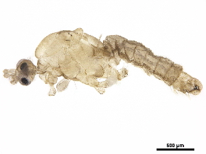  ( - BIOUG27302-E07)  @11 [ ] CreativeCommons - Attribution (2020) CBG Photography Group Centre for Biodiversity Genomics