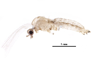  ( - BIOUG27322-F01)  @11 [ ] CreativeCommons - Attribution (2016) CBG Photography Group Centre for Biodiversity Genomics