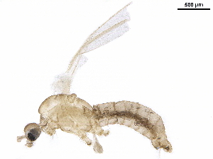  ( - BIOUG27460-C09)  @11 [ ] CreativeCommons - Attribution (2020) CBG Photography Group Centre for Biodiversity Genomics