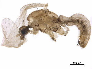  ( - BIOUG27647-D11)  @11 [ ] CreativeCommons - Attribution (2020) CBG Photography Group Centre for Biodiversity Genomics