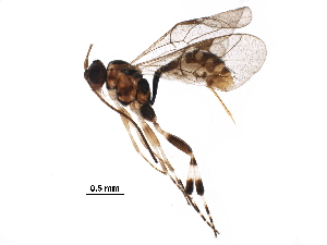  (Pedunculinae - BIOUG28142-C11)  @14 [ ] CreativeCommons - Attribution (2016) CBG Photography Group Centre for Biodiversity Genomics