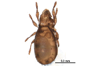  (Carabocepheidae - BIOUG29559-B02)  @11 [ ] CreativeCommons - Attribution (2016) CBG Photography Group Centre for Biodiversity Genomics