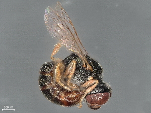  ( - BIOUG41950-E11)  @11 [ ] CreativeCommons - Attribution (2022) CBG Photography Group Centre for Biodiversity Genomics