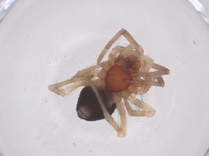  (Ambicodamus - CBG-B18216-F06)  @11 [ ] CreativeCommons - Attribution Share - Alike (2025) Centre for Biodiversity Genomics Centre for Biodiversity Genomics