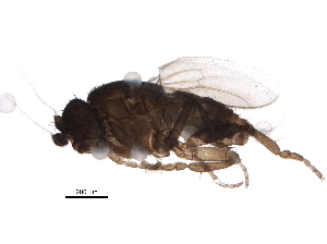  (Trachyopella straminea - BIOUG21555-F05)  @13 [ ] CreativeCommons - Attribution (2015) CBG Photography Group Centre for Biodiversity Genomics