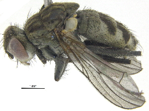  (Lispe sericipalpis - BIOUG21564-C09)  @14 [ ] CreativeCommons - Attribution (2015) CBG Photography Group Centre for Biodiversity Genomics