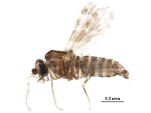  ( - BIOUG23391-A02)  @11 [ ] CreativeCommons - Attribution (2016) CBG Photography Group Centre for Biodiversity Genomics