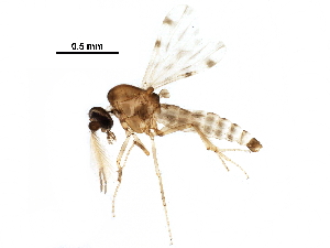  (Culicoides brevipalpis - BIOUG23400-G02)  @11 [ ] CreativeCommons - Attribution (2016) CBG Photography Group Centre for Biodiversity Genomics