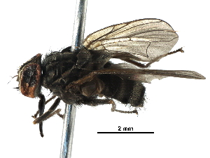  ( - BIOUG24072-D05)  @11 [ ] CreativeCommons - Attribution (2016) CBG Photography Group Centre for Biodiversity Genomics