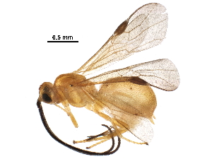  ( - BIOUG24467-G04)  @14 [ ] CreativeCommons - Attribution (2016) CBG Photography Group Centre for Biodiversity Genomics