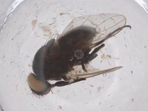  ( - CBG-B03781-G03)  @11 [ ] CreativeCommons - Attribution Share - Alike (2025) Centre for Biodiversity Genomics Centre for Biodiversity Genomics