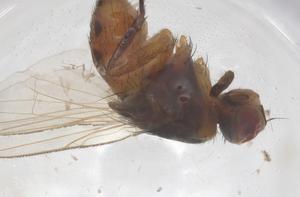  ( - CBG-B05612-D03)  @11 [ ] CreativeCommons - Attribution Share - Alike (2025) Centre for Biodiversity Genomics Centre for Biodiversity Genomics