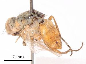  ( - CBG-B05661-E11)  @11 [ ] CreativeCommons - Attribution Share - Alike (2025) CBG Photography Group Centre for Biodiversity Genomics
