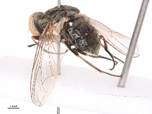  ( - CBG-B05661-F11)  @11 [ ] CreativeCommons - Attribution Share - Alike (2025) CBG Photography Group Centre for Biodiversity Genomics