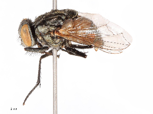  (Musca formosana - CBG-B07960-A04)  @11 [ ] CreativeCommons - Attribution Share - Alike (2025) CBG Photography Group Centre for Biodiversity Genomics