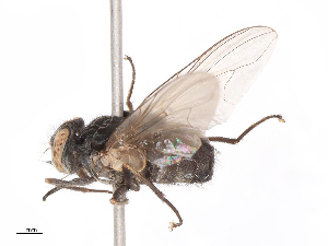  (Stomoxys bengalensis - CBG-B07960-A09)  @11 [ ] CreativeCommons - Attribution Share - Alike (2025) CBG Photography Group Centre for Biodiversity Genomics