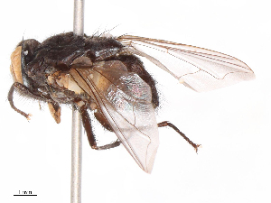  ( - CBG-B07960-A12)  @11 [ ] CreativeCommons - Attribution Share - Alike (2025) CBG Photography Group Centre for Biodiversity Genomics