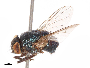  ( - CBG-B07960-B07)  @11 [ ] CreativeCommons - Attribution Share - Alike (2025) CBG Photography Group Centre for Biodiversity Genomics