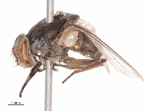  ( - CBG-B07960-C01)  @11 [ ] CreativeCommons - Attribution Share - Alike (2025) CBG Photography Group Centre for Biodiversity Genomics