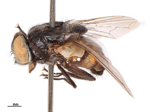  ( - CBG-B07960-C07)  @11 [ ] CreativeCommons - Attribution Share - Alike (2025) CBG Photography Group Centre for Biodiversity Genomics