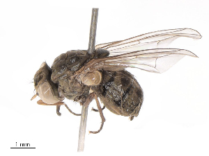  ( - CBG-B07960-F12)  @11 [ ] CreativeCommons - Attribution Share - Alike (2025) CBG Photography Group Centre for Biodiversity Genomics