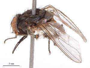  ( - CBG-B08014-E11)  @11 [ ] CreativeCommons - Attribution Share - Alike (2025) CBG Photography Group Centre for Biodiversity Genomics