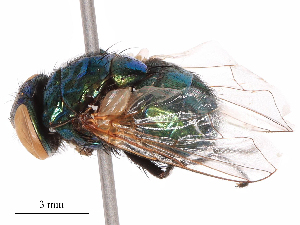  ( - CBG-B08018-C05)  @11 [ ] CreativeCommons - Attribution Share - Alike (2025) CBG Photography Group Centre for Biodiversity Genomics