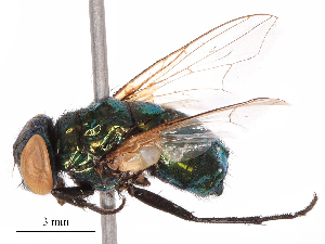  ( - CBG-B08018-C06)  @11 [ ] CreativeCommons - Attribution Share - Alike (2025) CBG Photography Group Centre for Biodiversity Genomics