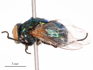  ( - CBG-B08018-C09)  @11 [ ] CreativeCommons - Attribution Share - Alike (2025) CBG Photography Group Centre for Biodiversity Genomics