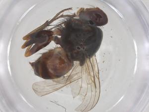  ( - CBG-B08470-B07)  @11 [ ] CreativeCommons - Attribution Share - Alike (2025) Centre for Biodiversity Genomics Centre for Biodiversity Genomics