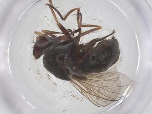  ( - CBG-B08470-D09)  @11 [ ] CreativeCommons - Attribution Share - Alike (2025) Centre for Biodiversity Genomics Centre for Biodiversity Genomics