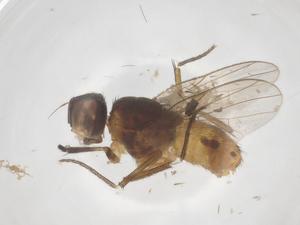  ( - CBG-B08471-B08)  @11 [ ] CreativeCommons - Attribution Share - Alike (2025) Centre for Biodiversity Genomics Centre for Biodiversity Genomics