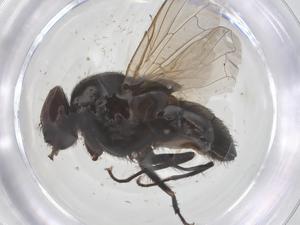  ( - CBG-B08471-D03)  @11 [ ] CreativeCommons - Attribution Share - Alike (2025) Centre for Biodiversity Genomics Centre for Biodiversity Genomics