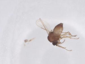  ( - CBG-B09963-B06)  @11 [ ] CreativeCommons - Attribution Share - Alike (2025) Centre for Biodiversity Genomics Centre for Biodiversity Genomics