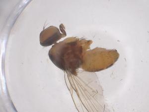  ( - CBG-B10007-B11)  @11 [ ] CreativeCommons - Attribution Share - Alike (2025) Centre for Biodiversity Genomics Centre for Biodiversity Genomics