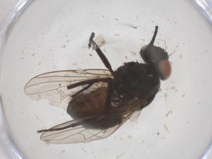  ( - CBG-B10008-C07)  @11 [ ] CreativeCommons - Attribution Share - Alike (2025) Centre for Biodiversity Genomics Centre for Biodiversity Genomics