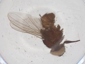  ( - CBG-B10008-F11)  @11 [ ] CreativeCommons - Attribution Share - Alike (2025) Centre for Biodiversity Genomics Centre for Biodiversity Genomics