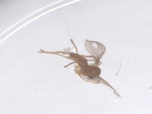  ( - CBG-B10026-B01)  @11 [ ] CreativeCommons - Attribution Share - Alike (2025) Centre for Biodiversity Genomics Centre for Biodiversity Genomics