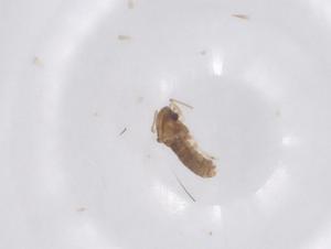  ( - CBG-B10026-B06)  @11 [ ] CreativeCommons - Attribution Share - Alike (2025) Centre for Biodiversity Genomics Centre for Biodiversity Genomics