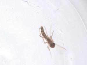  ( - CBG-B10026-F01)  @11 [ ] CreativeCommons - Attribution Share - Alike (2025) Centre for Biodiversity Genomics Centre for Biodiversity Genomics