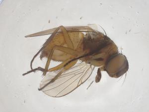  ( - CBG-B10028-D03)  @11 [ ] CreativeCommons - Attribution Share - Alike (2025) Centre for Biodiversity Genomics Centre for Biodiversity Genomics