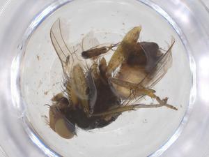  ( - CBG-B10103-G08)  @11 [ ] CreativeCommons - Attribution Share - Alike (2025) Centre for Biodiversity Genomics Centre for Biodiversity Genomics