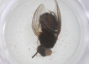  ( - CBG-B10153-A12)  @11 [ ] CreativeCommons - Attribution Share - Alike (2025) Centre for Biodiversity Genomics Centre for Biodiversity Genomics