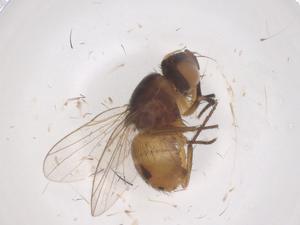  ( - CBG-B10154-F09)  @11 [ ] CreativeCommons - Attribution Share - Alike (2025) Centre for Biodiversity Genomics Centre for Biodiversity Genomics