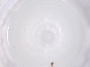  ( - CBG-B10196-A03)  @11 [ ] CreativeCommons - Attribution Share - Alike (2025) Centre for Biodiversity Genomics Centre for Biodiversity Genomics