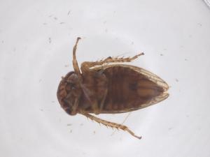  (Olidiana - CBG-B10364-A02)  @11 [ ] CreativeCommons - Attribution Share - Alike (2025) Centre for Biodiversity Genomics Centre for Biodiversity Genomics