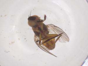  ( - CBG-B10366-C07)  @11 [ ] CreativeCommons - Attribution Share - Alike (2025) Centre for Biodiversity Genomics Centre for Biodiversity Genomics